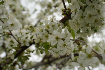 Cherry blossom in full bloom. Cherry flowers in small clusters on a cherry tree branch, fading in to white. Shallow depth of field. Focus on center flower cluster