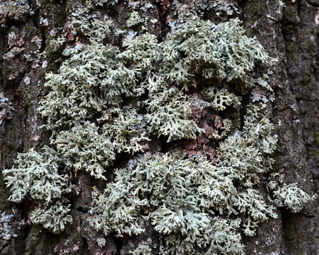 Lichen Evernia prunastri on the trunk of an old tree