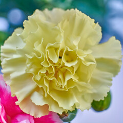 Bright yellow carnation flower top view closeup,as a natural, romantic background.