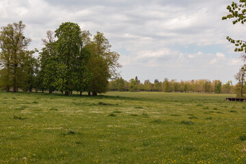 Fototapeta premium trees in the field
