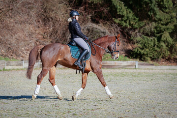 Dressage rider with horse doing ground work in the riding arena, photographed from the side at a...