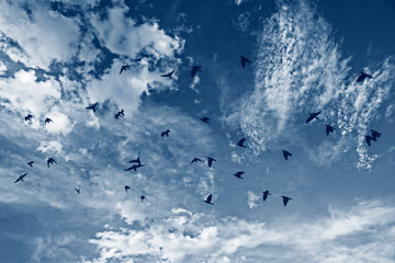 sky with clouds and flock of birds