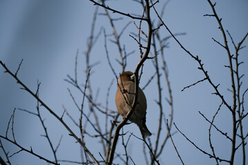 Hawfinch, Coccothraustes Coccothraustes, colorful bird sitting in a tree looking for food in winter