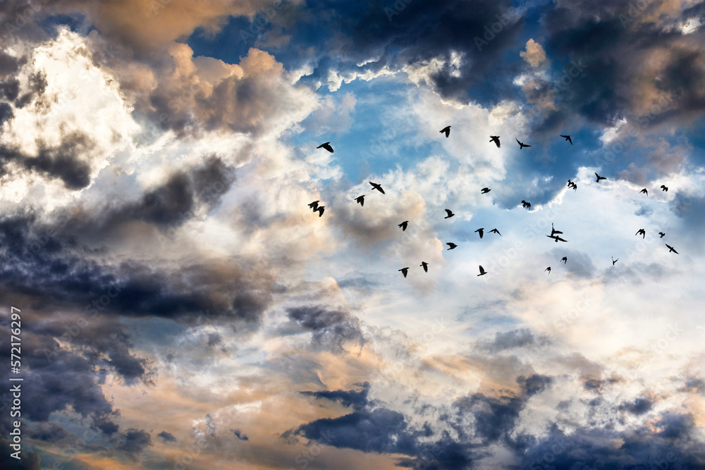 Canvas Prints sunset sky with clouds and flock of birds