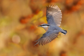 A eurasian nuthatch in flight with beautiful autumn background. Sitta europaea. Sonbird in the...
