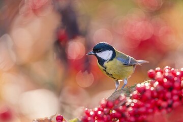 Beautiful autumn scene with a cute great tit. Wildlife scene with a titmouse. Parus major. A tit eats rowan berries.
