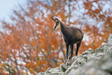 A chamois standing on the stone hill. Studenec, Czech republic. Rupicapra rupicapra. Autumn scene with a horn animal. 
