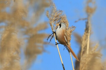 A cute bearded reedling male in sunlight feeding on reeds. Bearded Reedling or Bearded Tit (Panurus biarmicus). Wildlife scene from nature. Male bearded tit, Panurus biarmicus, feeding on reeds