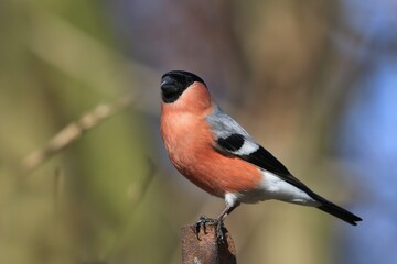 Fototapeta premium Beautiful portrait of a bullfinch male. Pyrrhula pyrrhula. A red finch sitting on the tree stump. 