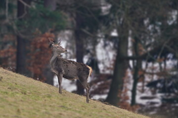 Beautiful red deer female standing on the horizon.  Wildlife scene from european nature. Cervus elaphus