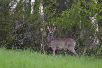 a roubuck stands on a meadow at the edge of the forest. Wildlife scene with a roe deer. Capreolus capreolus. 