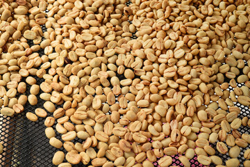 Close up of coffee beans drying in the sun              