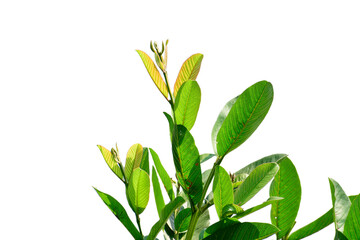 Guava  new branches and leaves isolated on white background