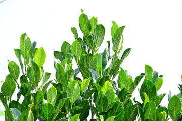 Obraz premium Banyan tree leaves isolated on white background, Naturel green leaf