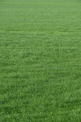 Green meadow grass for football on a sunny day