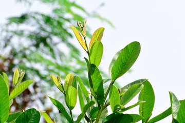 Guava new branches and leaves