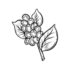 Coffee tree branch with coffee berries black color engraving style vintage vector art illustration.