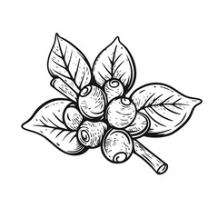 Branch with coffee berries hand drawn black color engraving retro style.