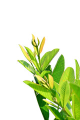 Guava  new branches and leaves isolated on white background