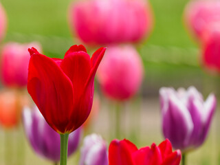 Fototapeta premium 赤いチューリップの花