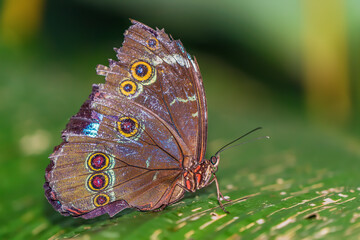 A wild butterfly in the Amazon rainforest (Common Morpho)