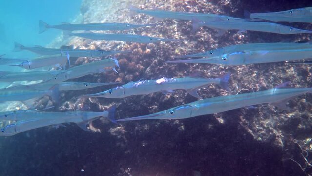 School of river garfish or estuarine halfbeak swimming among rocks