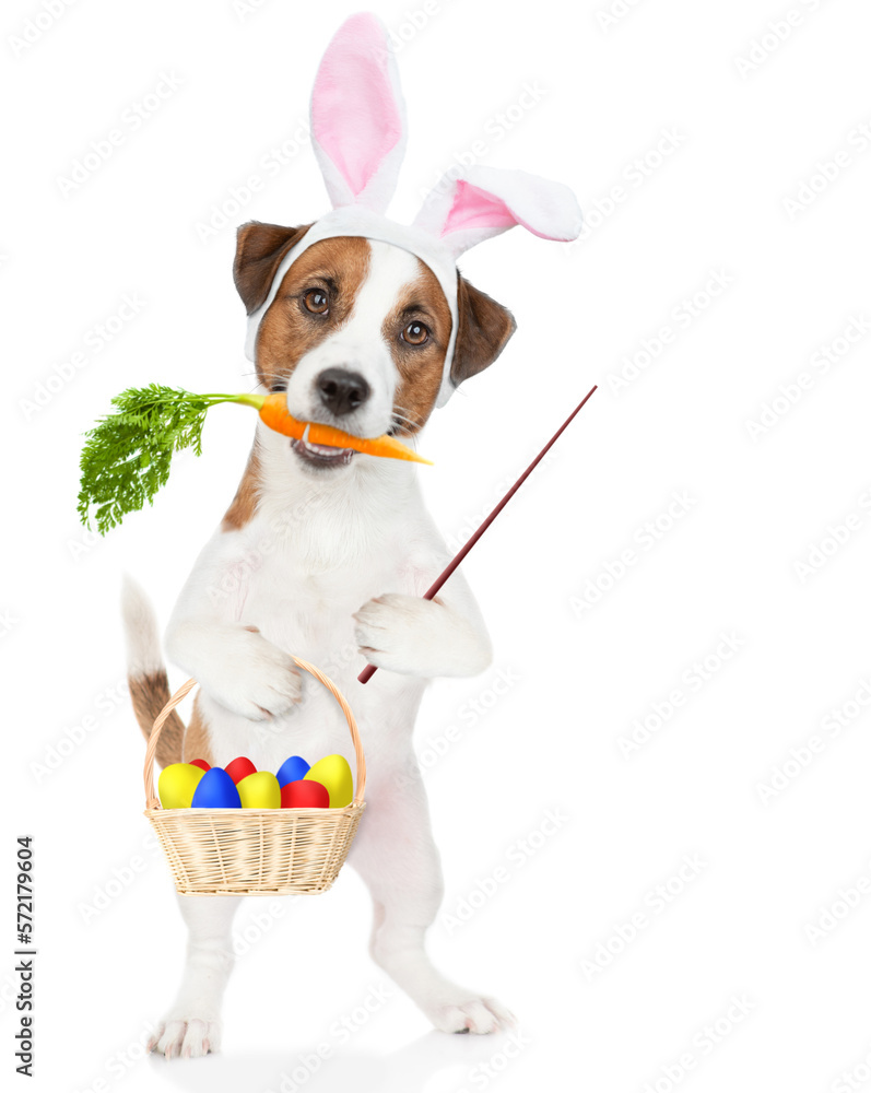 Poster jack russell terrier puppy wearing easter rabbits ears holds carrot in it mouth, holds basket of pai