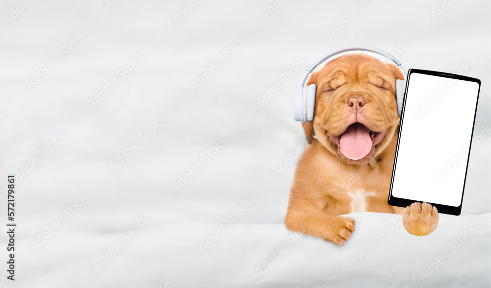 Poster happy mastiff puppy wearing headphones listens music on a bed at home and shows empty screen of smar