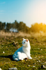 Naklejka na ściany i meble White fur cat lying in a garden and on grass.