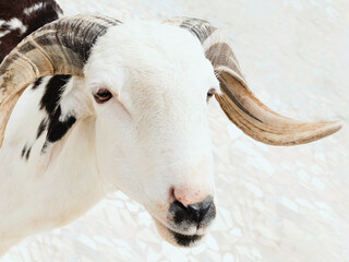 Portrait of a white and black Sahelian ram (African male sheep), photo