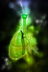 3d rendered Human lungs in white background