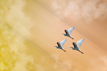 Flying bird design with light yellow background