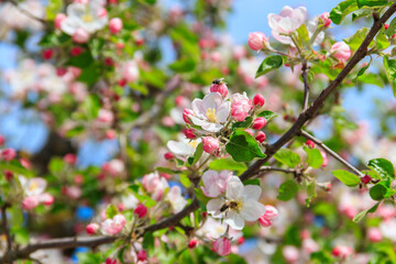 Fototapeta na wymiar White blossom of apple tree at spring
