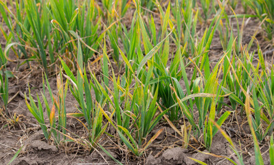 Dry leaves of young wheat on the field. Diseased or herbicide-depressed wheat leaves.