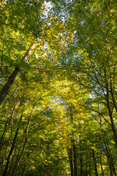 Forest view. Bright colors of leaves and trees of a forest. Carbon net zero
