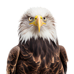 bald eagle face shot isolated on transparent background cutout