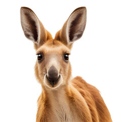 kangaroo face shot isolated on transparent background cutout