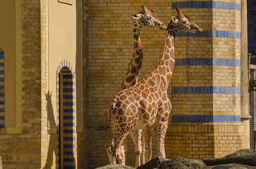 Tiere im Zoo