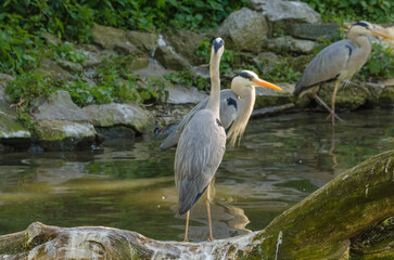 Tiere im Zoo