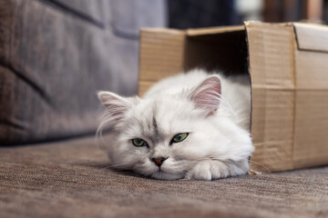 Persian silver shaded chinchilla cat, fluffy long-haired with green eyes, lying in a packing box