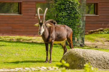 Tiere im Zoo
