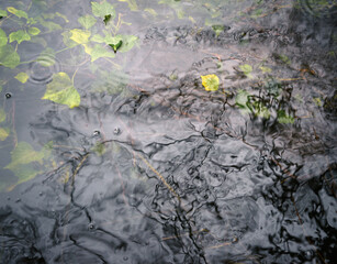 Natural abstract background with water reflections and submerged leaves in Lugo Galicia