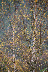 Small yellow leaves and white trunks then are birches in Ancares Mountain Range Cervantes Lugo Galicia