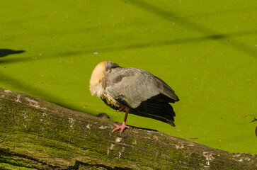 Tiere im Zoo