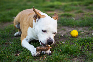 Dog lying down and chewing wooden stick