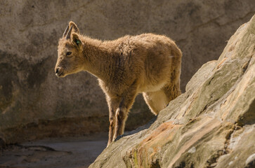 Tiere im Zoo
