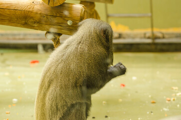 Affe im Zoo