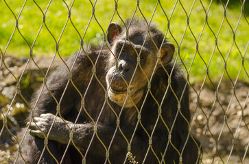Affe hinter Gittern im Zoo