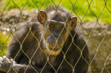 Affe hinter Gittern im Zoo