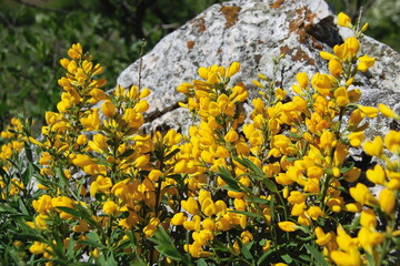 Close shot of golden gorse flowers with a stone on the background.
